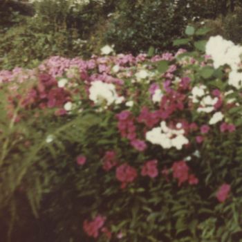 coverImage